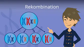 Rekombination