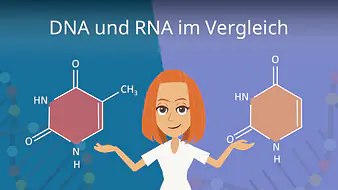 DNA und RNA im Vergleich