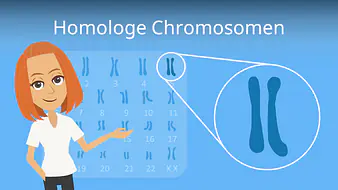 Homologe Chromosomen