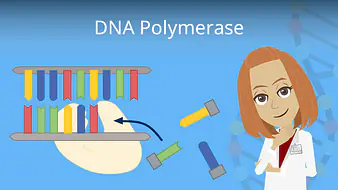 DNA Polymerase