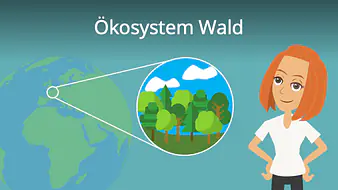 Ökosystem Wald