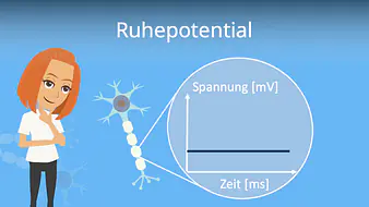 Ruhepotential