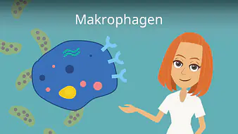 Makrophagen