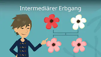 Intermediärer Erbgang