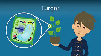 Turgor