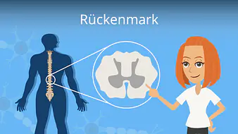 Rückenmark