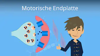 Motorische Endplatte