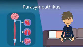 Parasympathikus