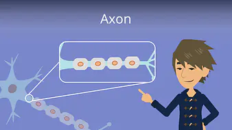Axon