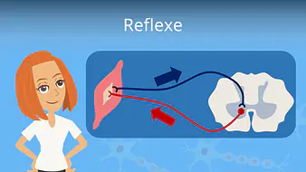 Reflexe