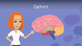 Gehirn