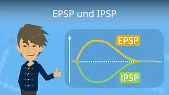 EPSP IPSP