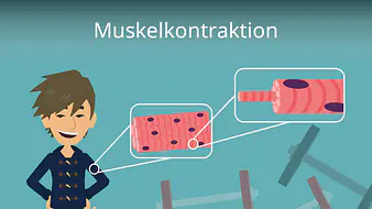 Muskelkontraktion