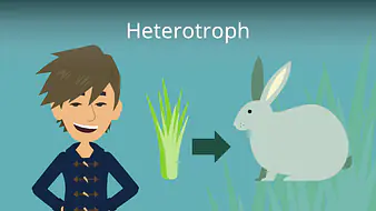 Heterotroph