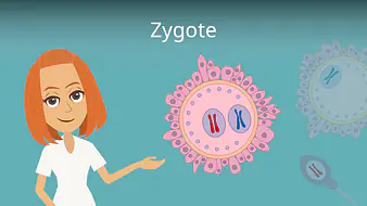 Zygote