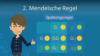 2. Mendelsche Regel (Spaltungsregel)