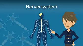 Nervensystem