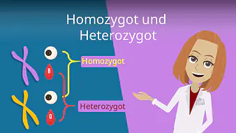 Homozygot und Heterozygot