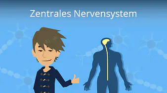 Zentrales Nervensystem