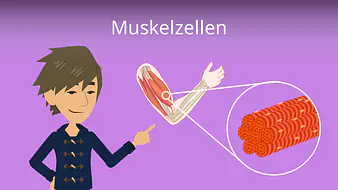 Muskelzellen