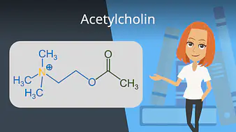 Acetylcholin