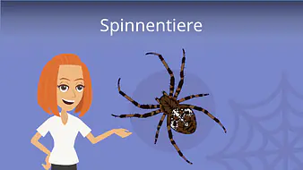 Spinnentiere