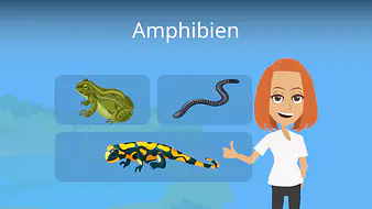Amphibien