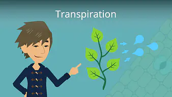 Transpiration