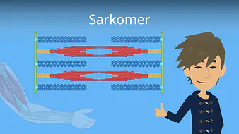 Sarkomer