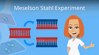 Meselson-Stahl-Experiment