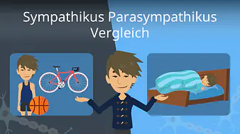 Sympathikus Parasympathikus Vergleich