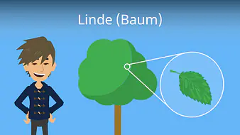 Linde (Baum)
