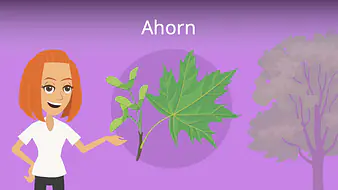 Ahorn (Baum)
