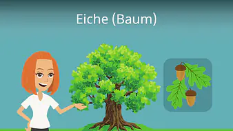 Eiche (Baum)