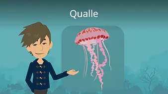 Qualle