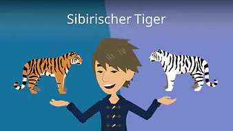 Sibirischer Tiger