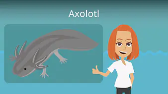 Axolotl