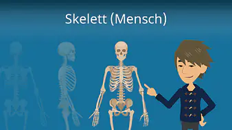 Skelett (Mensch)