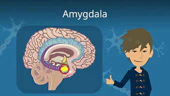 Amygdala