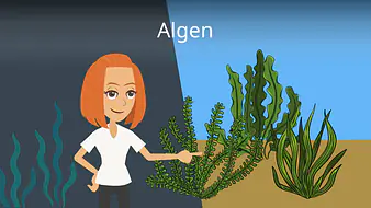 Algen
