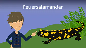 Feuersalamander