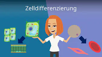 Zelldifferenzierung