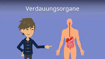 Verdauungsorgane