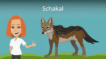 Schakal