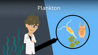 Plankton