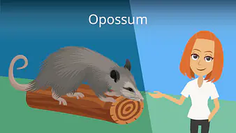 Opossum