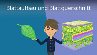 Blattaufbau und Blattquerschnitt
