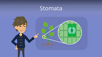 Stomata