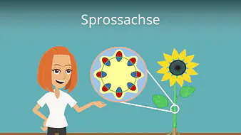 Sprossachse 