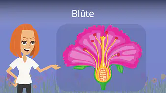 Blüte